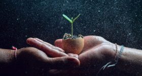 Hands cradling a small seedling in an eggshell, symbolizing growth and nature.